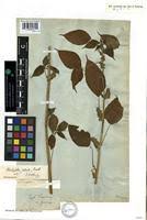 Image result for Acalypha fimbriata