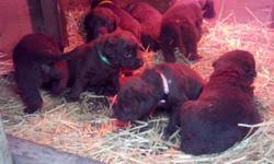 The chesapeake is one fine dog breed. Chesapeake Bay Retreiver Puppies For Sale In Kitscoty Alberta Nice Pets In Canada