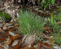 Image result for Carex runssoroensis