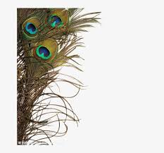 peacock feather png image peacock feather real png free transparent png download pngkey peacock feather png image peacock