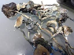 Are These Safe To Eat Cobweb Mold Mushroom Cultivation Shroomery Message Board