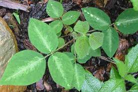 Image result for Desmodium uncinatum