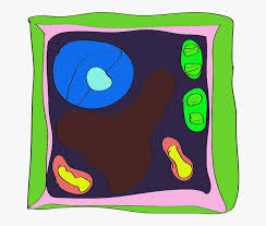 Check spelling or type a new query. Animal Cell Unlabeled Plant Cell Not Labeled Simple Free Transparent Clipart Clipartkey