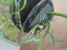 In many areas here in the u.s., queen anne's lace is considered a noxious weed or an invasive species. Young Eastern Black Swallowtail Caterpillars Raised On Queen Anne S Lace Wild Carrot Black Swallowtail Caterpillar Black Swallowtail Bee And Butterfly Garden