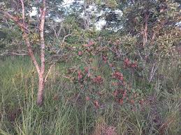 Image result for Agelanthus subulatus