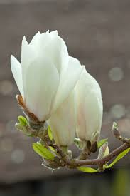 Image result for magnolia soulangeana