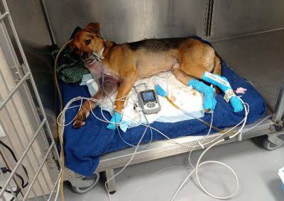 Hospitalización veterinaria y monitoreo