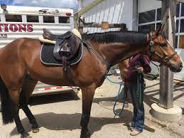 In the metric of horse height measurement, dortmund stands 17 hands. S11 Flame Is A 17 Hands Tall Jumper 06 16 2017 Heartland Season 11 Heartland Seasons Heartland Season 10