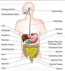 The system breaks down food, extracts nutrients from it, and converts them into energy. Draw A Well Labeled Diagram Of Human Digestive System Brainly In