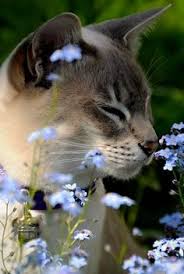 What flowers or plants are okay? 210 Forget Me Not Ideas In 2021 Forget Me Not Flowers Beautiful Flowers