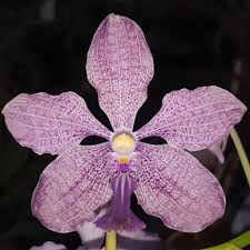 Image result for Vanda coerulea