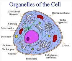Definition Of Organelle Cell Organelles Organelles Animal Cell
