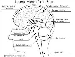 In the human brain the brainstem is composed of the midbrain, the pons, and the medulla oblongata. Best Of Brain Anatomy Coloring Book Brain Lateral View Anyoneforanyateam