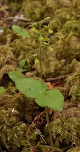 Image result for Lintonia nutans