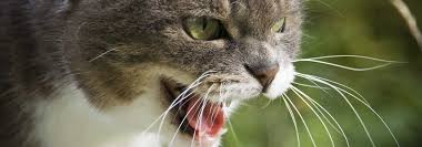 It's a little confusing and just as cats groom themselves and each other, some cats like to express companionship through biting. My Cat Will All Of A Sudden Attack Me How Can I Stop This Aggression Good Kitty