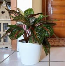 Aglaonema hybrida simplex metalica black beauty (smbb); Colorful Aglaonema Costa Farms