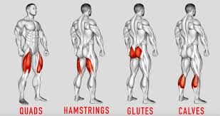 Exercises for building leg muscles. Lower Body Anatomy For Weightlifters Leg And Hip Muscles Bodybuilding Wizard