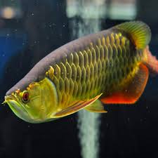 Кожен його будинок, квартал та провулок дихає історією. Okeanarium Lviv Cini Lvova