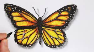 How To Draw A Realistic Butterfly Time Lapse Youtube Butterfly drawing is considered as very easy task. how to draw a realistic butterfly time lapse
