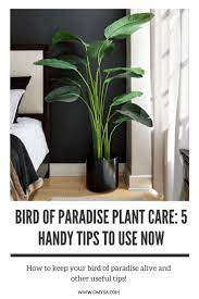 Bird Of Paradise Plant Care 5 Handy Tips To Use Now Bird Care Handy Paradise Plant Tips Paradise Plant Bird Of Paradise Plant Plant Care