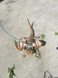 Fitz got his head stuck in the calcium container today (don't ask how)hey guys!! My Bearded Dragon Out For A Walk Aww