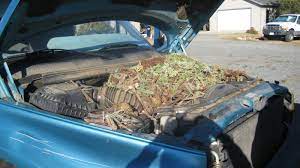 What keeps rats away from a car? Tips For Keeping Pack Rats Out Of Your Car