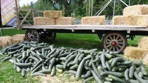 Learn how to easily hand pollinate squash and zucchini flowers to prevent end rot and fruit loss! How To Pollinate Zucchini By Hand Finegardening