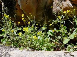 Image result for Cineraria mazoensis