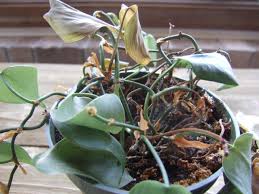 This houseplant should have glossy, healthy if your pothos looks droopy or the leaves are curling, chances are your plant is underwatering. How To Save A Drowning Plant Hgtv