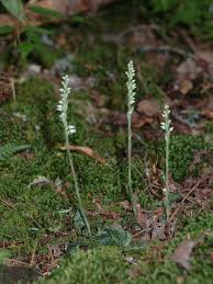 Image result for Goodyera