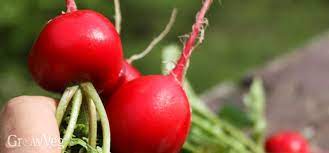 I struggled with radishes for years. Adventures In Growing Radishes