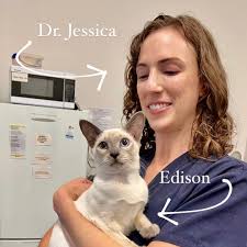 Let's talk about FIP! 🐾This is Edison🐾 Edison came to ARC through our  Internal Medicine Department under Specialist Internist Dr Jessica Romine  (pictured) for suspected Feline Infectious Peritonitis. FIP is a disease