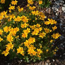 Image result for Bidens