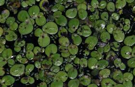 Image result for Wolffiella repanda