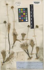 Image result for Napoleonaea septentrionalis