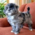 PuppyFind | Peekapoo Puppies for Sale