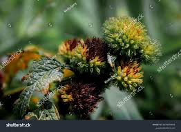 Image result for Hyptis