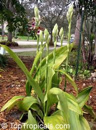 Image result for Phaius