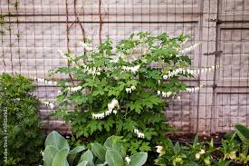 Image result for Dicentra spectabilis alba