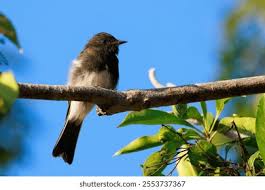 Image result for Thesium nigricans