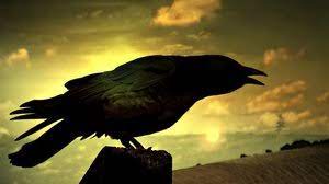 Disque dur à 100% ? Qui Vit 300 Ans Pourquoi Les Corbeaux Vivent Ils 300 Ans Je Veux Tout Savoir 2021