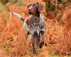 You can get the wirehaired pointing griffon puppies for sale australia files here. German Wire Haired Pointer Dog Breeds Purina Australia