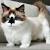 British Shorthair Munchkin Scottishfold