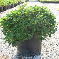 Check spelling or type a new query. Dwarf Wheeler Pittosporum Dallas Stone Supply And Wholesale Nursery Outdoor Warehouse Supply