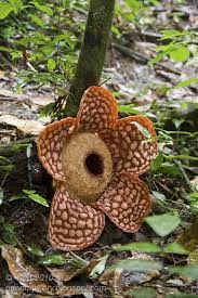 Rafflesia Cantleyi Corpse Flower Christmas Ornaments Holiday Decor
