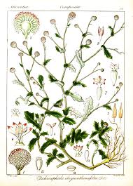 Image result for Dichrocephala