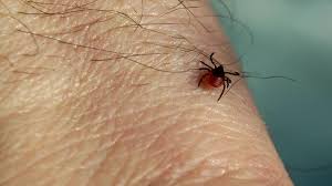 Image result for Trombicula autumnalis bites