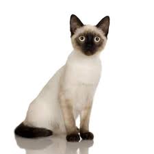 Your kittens' early years set the groundwork for lifelong health. What Age Are Siamese Cats Expected To Live