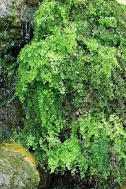 Image result for Adiantum vogelii