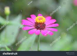 Wildflowerem